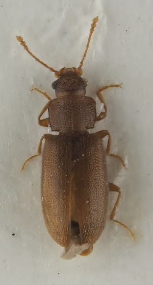  ( - GAC.31825)  @11 [ ] by-nc (2025) Erkka Laine Luomus