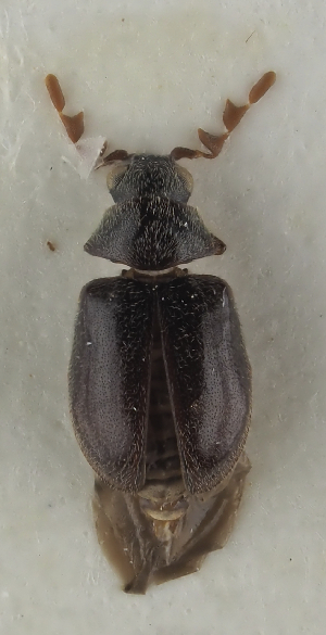  ( - GAC.31826)  @11 [ ] by-nc (2025) Erkka Laine Luomus