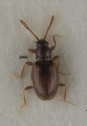  ( - GAC.31831)  @11 [ ] by-nc (2025) Erkka Laine Luomus