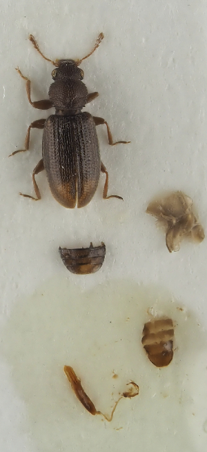  ( - GAC.31839)  @11 [ ] by-nc (2025) Erkka Laine Luomus