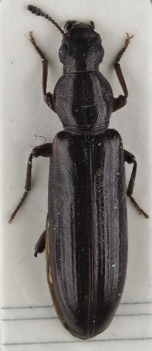  ( - GAC.37063)  @11 [ ] by-nc (2025) Erkka Laine Luomus