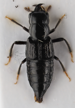  (Oxyporus mannerheimii - GAC.37072)  @11 [ ] by-nc (2025) Erkka Laine Luomus