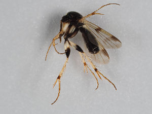  ( - MZH_GAS.247)  @11 [ ] CreativeCommons - Attribution Non-Commercial (2018) Marko Mutanen University of Oulu