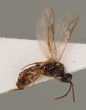  (Blacus instabilis - MZH_GQ.773)  @11 [ ] by-nc (2021) Simo Väänänen Luomus