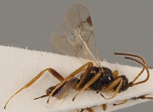  (Blacus maculipes - MZH_GQ.848)  @11 [ ] by-nc (2021) Simo Vaananen Luomus