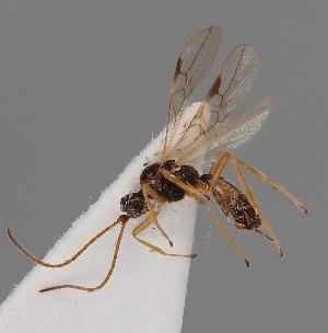  (Blacus pallipes - MZH_GQ.976)  @11 [ ] by-nc (2021) Simo Vaananen Luomus