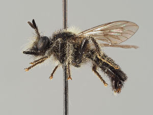  (Choerades fuliginosus - MZH_GV.4668)  @11 [ ] by-nc (2021) Marko Mutanen University of Oulu