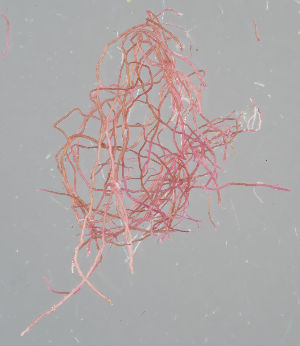  ( - H5007562)  @11 [ ] by-nc (2018) Marko Mutanen University of Oulu