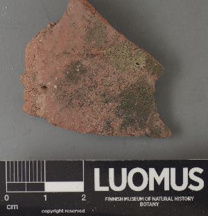  (Verrucaria cf. elaeina - H9220234.1)  @11 [ ] by-nc (2023) Erkka Laine Luomus