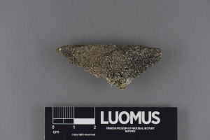  (Verrucaria endocarpoides - H9220277)  @11 [ ] CreativeCommons - Attribution Non-Commercial (2018) Marko Mutanen University of Oulu