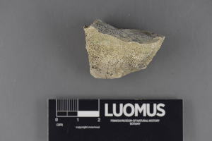  (Polyblastia clandestina - H9220291)  @11 [ ] CreativeCommons - Attribution Non-Commercial (2018) Marko Mutanen University of Oulu