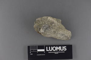  (Polyblastia sp - H9220317)  @11 [ ] CreativeCommons - Attribution Non-Commercial (2018) Marko Mutanen University of Oulu