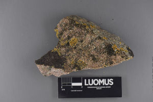  (Verrucaria ceuthocarpa - H9220321)  @11 [ ] CreativeCommons - Attribution Non-Commercial (2018) Marko Mutanen University of Oulu