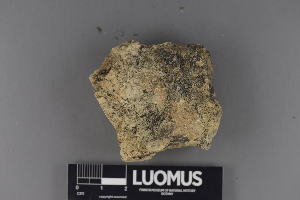  (Verrucaria epilithea - H9220377)  @11 [ ] CreativeCommons - Attribution Non-Commercial (2018) Marko Mutanen University of Oulu