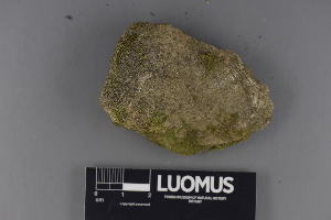  (Verrucaria lapidicola - H9220389)  @11 [ ] CreativeCommons - Attribution Non-Commercial (2018) Marko Mutanen University of Oulu