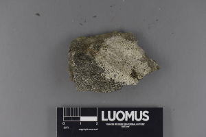  (Verrucaria devensis - H9220391)  @11 [ ] CreativeCommons - Attribution Non-Commercial (2018) Marko Mutanen University of Oulu