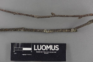 (Phaeocalicium flabelliforme - H9220407)  @11 [ ] by-nc (2018) Marko Mutanen University of Oulu