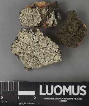  ( - H9220498)  @11 [ ] by-nc (2023) Erkka Laine Luomus