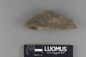  (Verrucaria sublobulata - H9221082)  @11 [ ] by-nc (2018) Marko Mutanen University of Oulu