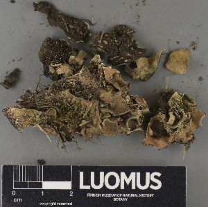  ( - H9224180.1)  @11 [ ] by-nc (2023) Erkka Laine Luomus