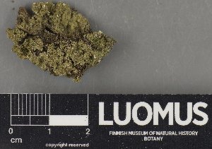  ( - H9231273)  @11 [ ] by-nc (2023) Erkka Laine Luomus