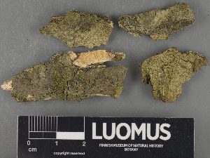  ( - H9234095)  @11 [ ] by-nc (2023) Erkka Laine Luomus