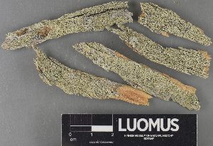  ( - H9234101)  @11 [ ] by-nc (2023) Erkka Laine Luomus
