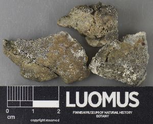  ( - H9235023)  @11 [ ] by-nc (2023) Erkka Laine Luomus