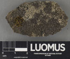  ( - H9235035)  @11 [ ] by-nc (2023) Erkka Laine Luomus