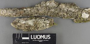  ( - H9235037)  @11 [ ] by-nc (2023) Erkka Laine Luomus