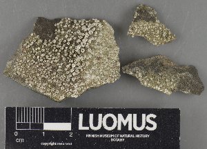  ( - H9235066)  @11 [ ] by-nc (2023) Erkka Laine Luomus