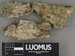  ( - H9235075)  @11 [ ] by-nc (2023) Erkka Laine Luomus