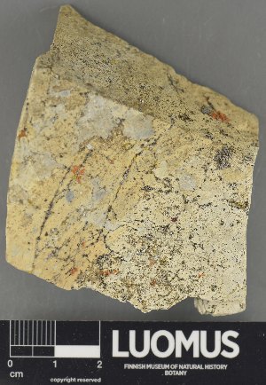  (Myriolecis perpruinosa - H9235092)  @11 [ ] by-nc (2023) Erkka Laine Luomus