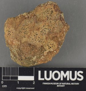  ( - H9235110)  @11 [ ] by-nc (2023) Erkka Laine Luomus