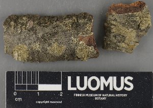  ( - H9235118)  @11 [ ] by-nc (2023) Erkka Laine Luomus