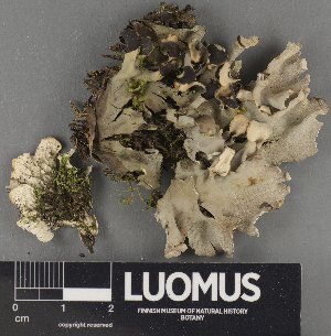  ( - H9235123)  @11 [ ] by-nc (2023) Erkka Laine Luomus