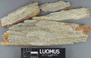  ( - H9235132)  @11 [ ] by-nc (2023) Erkka Laine Luomus