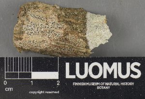  ( - H9235141)  @11 [ ] by-nc (2023) Erkka Laine Luomus