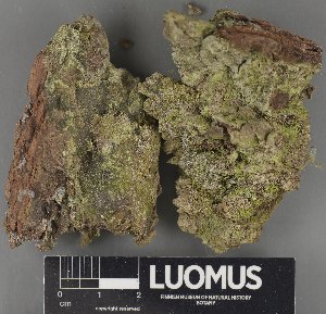  ( - H9235158)  @11 [ ] by-nc (2023) Erkka Laine Luomus