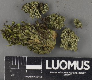  ( - H9235164)  @11 [ ] by-nc (2023) Erkka Laine Luomus