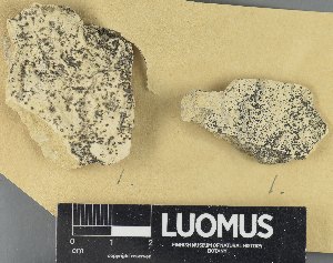 (Verrucaria peloclitoides - H9235167)  @11 [ ] by-nc (2023) Erkka Laine Luomus