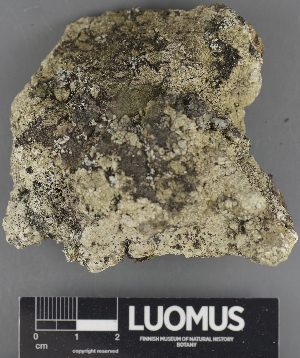  ( - H9235214)  @11 [ ] by-nc (2023) Erkka Laine Luomus