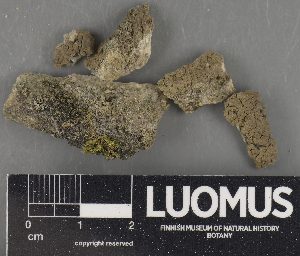  ( - H9235221)  @11 [ ] by-nc (2023) Erkka Laine Luomus