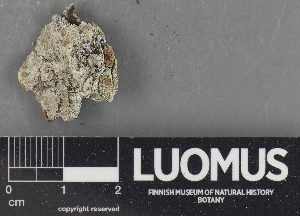  ( - H9235233)  @11 [ ] by-nc (2023) Erkka Laine Luomus