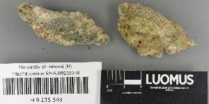  (Gyalecta subclausa - H9235348)  @11 [ ] by-nc (2022) Erkka Laine University of Oulu