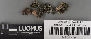  (Collema subnigrescens - H9237494)  @11 [ ] by-nc (2023) Erkka Laine Luomus