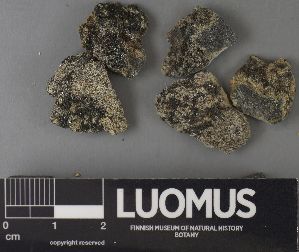  (Spilonema paradoxum - H9237531)  @11 [ ] by-nc (2023) Erkka Laine Luomus
