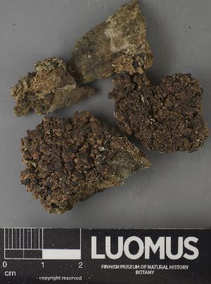  ( - H9237634)  @11 [ ] by-nc (2023) Erkka Laine Luomus