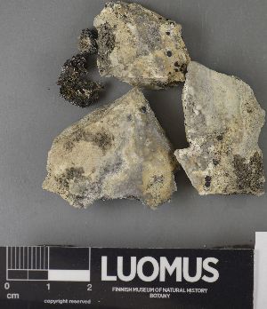  ( - H9237648)  @11 [ ] by-nc (2023) Erkka Laine Luomus
