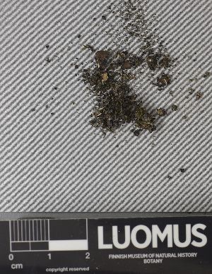  (Placidium rufescens - H9237659)  @11 [ ] by-nc (2023) Erkka Laine Luomus